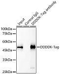 Immunoprecipitation - Magnetic Beads-conjugated Mouse anti DDDDK-Tag mAb (AE037)